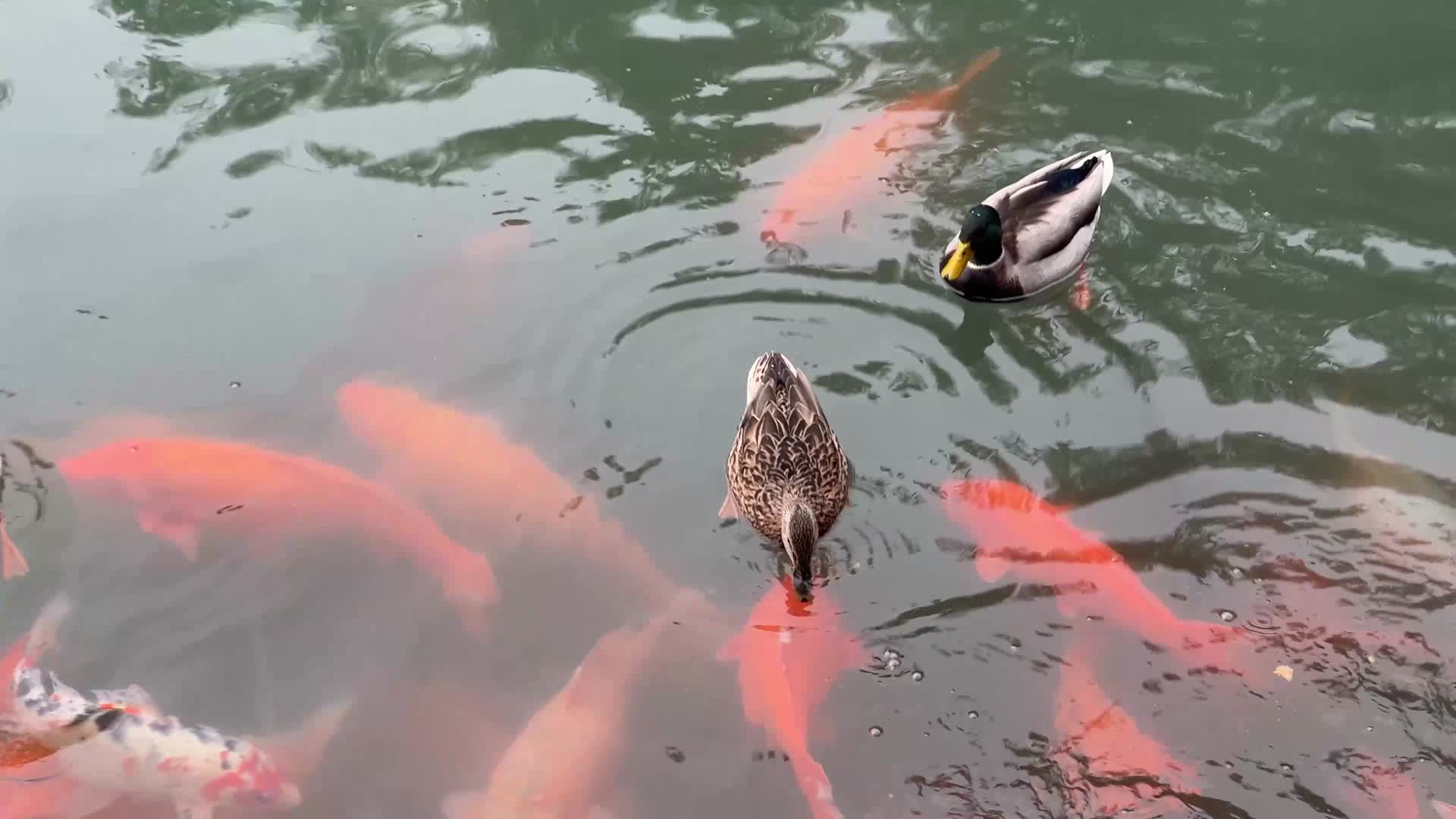 北海公园野鸭子和锦鲤鲤鱼生态视频的预览图