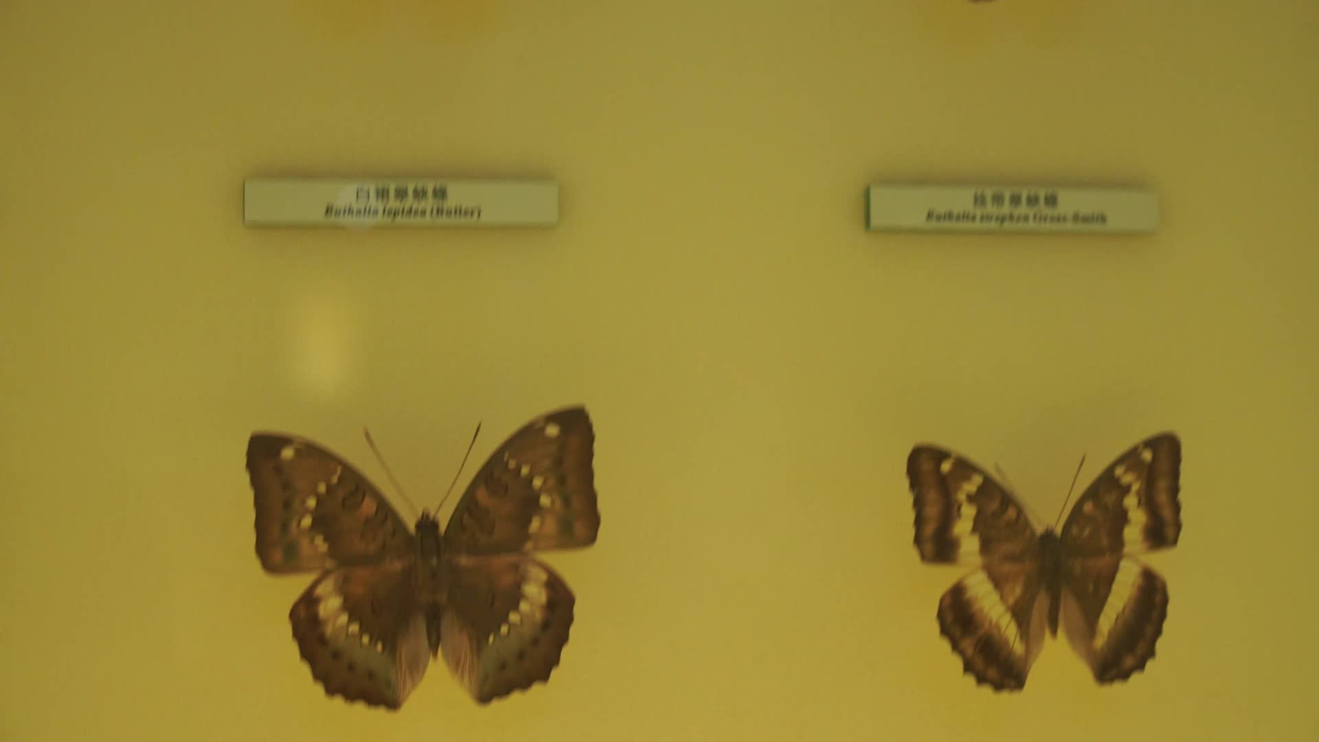 博物馆蝴蝶昆虫标本模型视频的预览图
