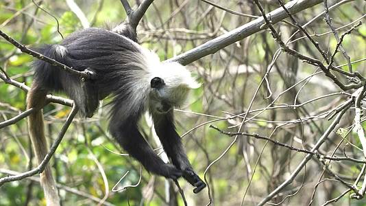 4K拍摄崇左树枝上活动的白头叶猴视频的预览图