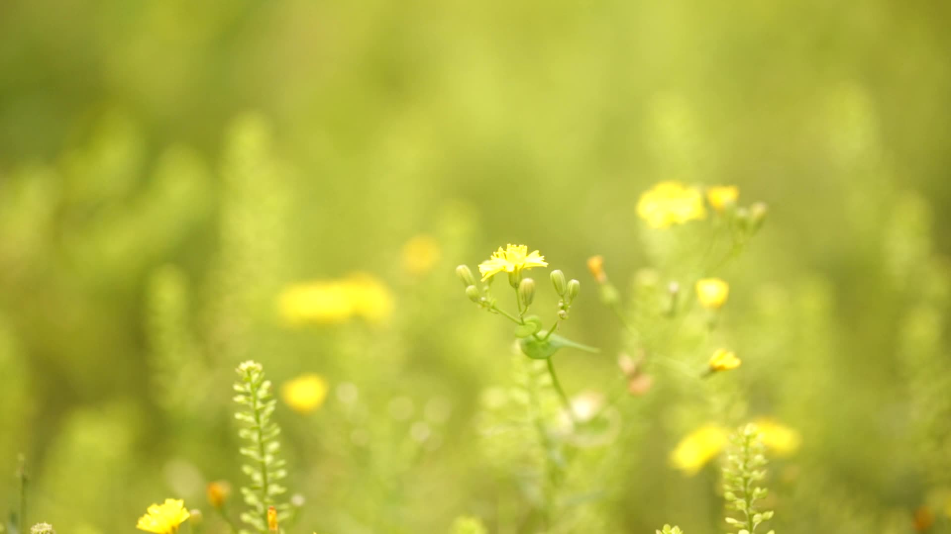 春天田野里的黄色小花野花视频的预览图