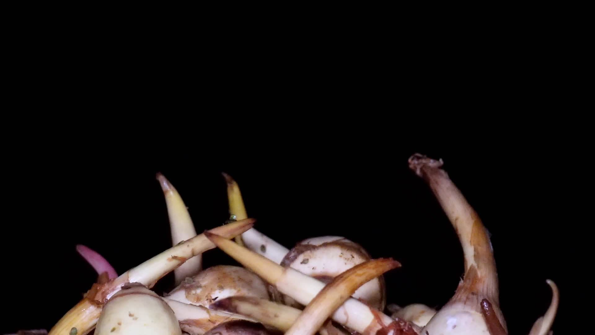 茨菇茹白马蹄白茨菰食材蔬菜美食视频的预览图