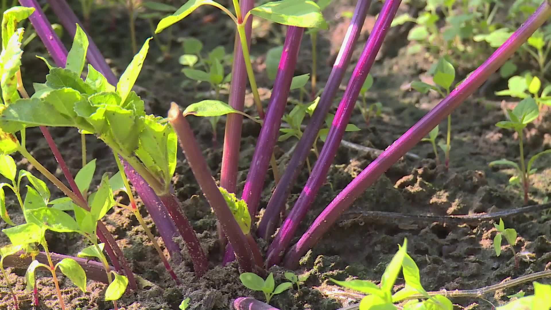 大棚种植蔬菜绿叶菜农民菜农菜篮子工程视频的预览图