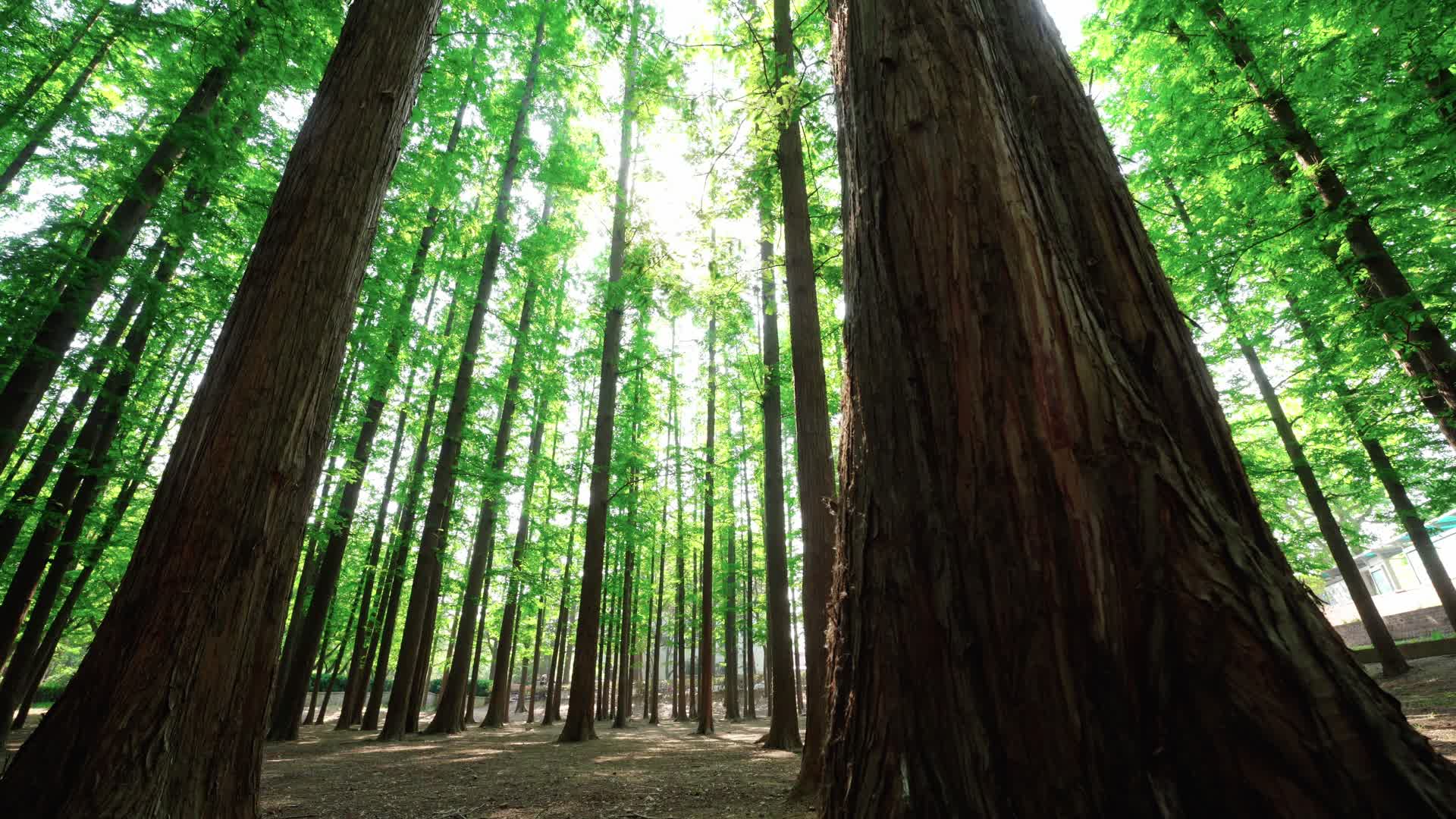 青岛八大关水杉林水杉树水杉森林参天大树视频的预览图