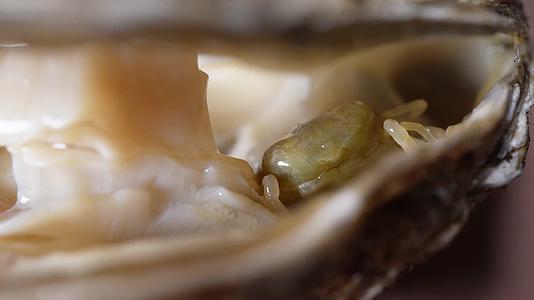 豆蟹小螃蟹生蚝里的寄生虫海洋生物视频的预览图