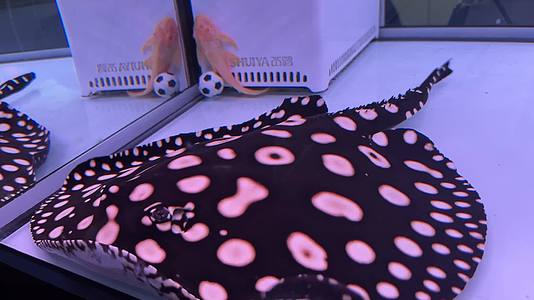 海缸水族馆海水鱼深海鱼海底世界视频的预览图
