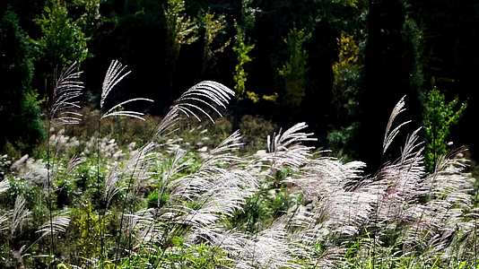 自然植物芦苇生态环境空镜视频的预览图