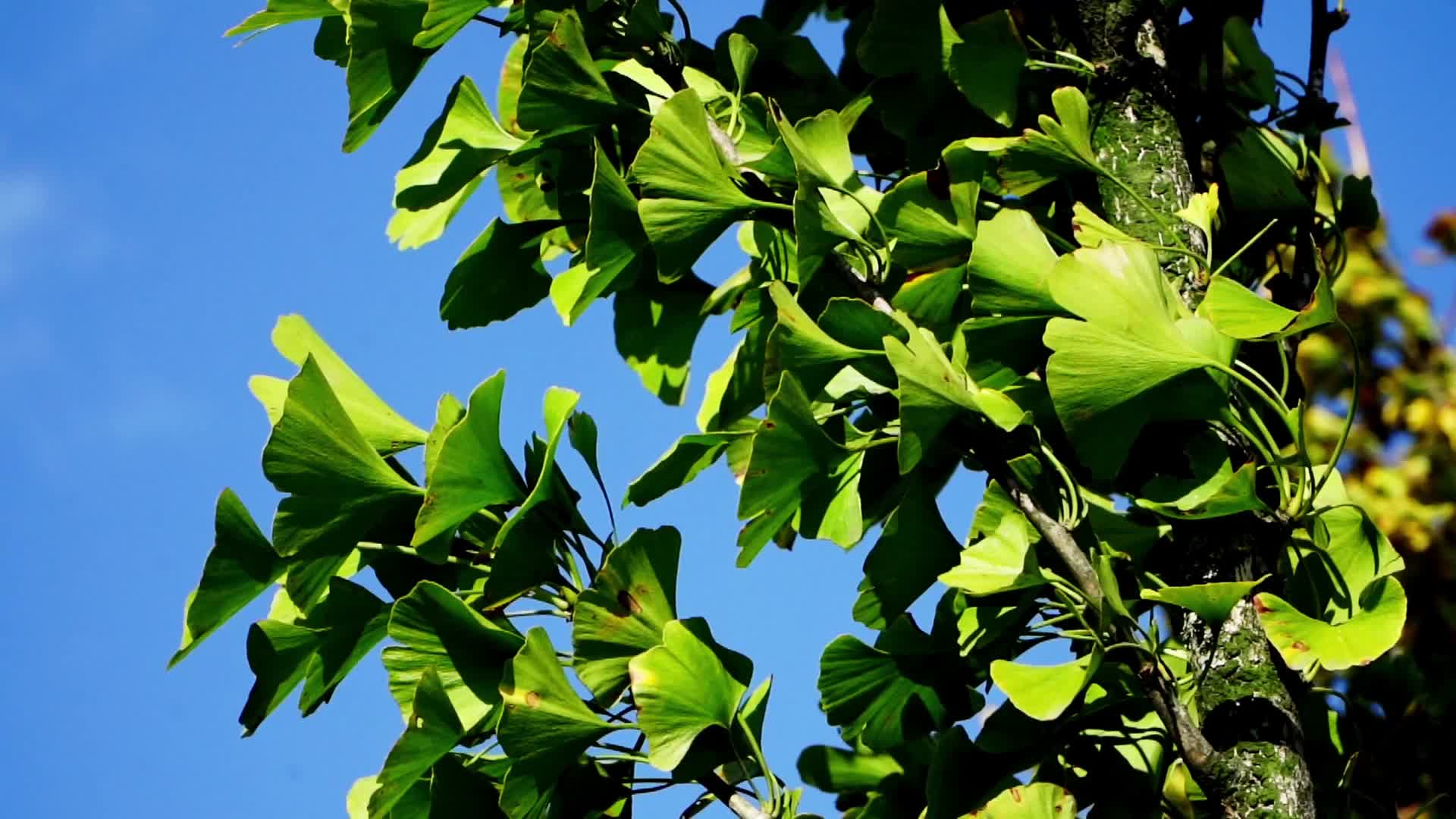 自然树木植物树叶生态绿色大自然视频的预览图