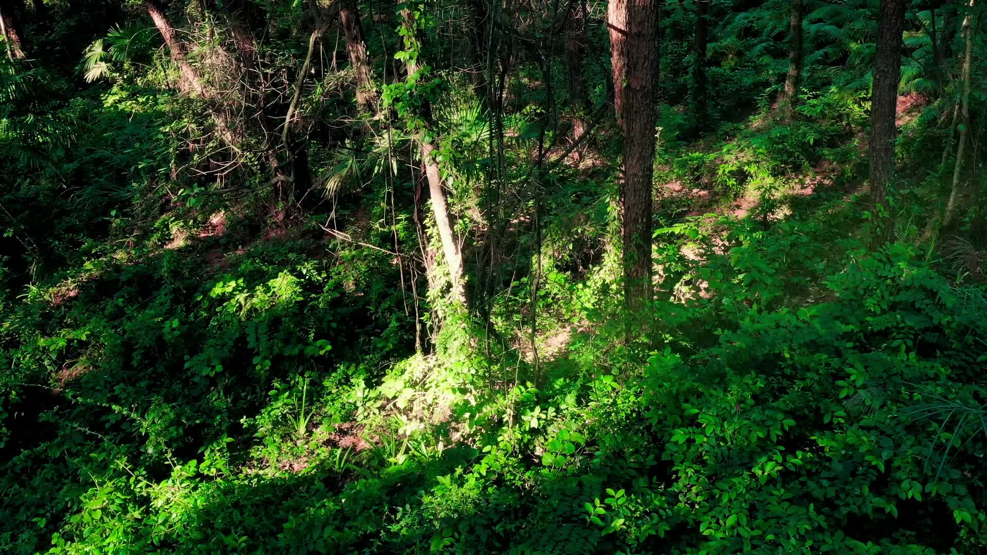 自然植物树木树叶环境生态空镜视频的预览图
