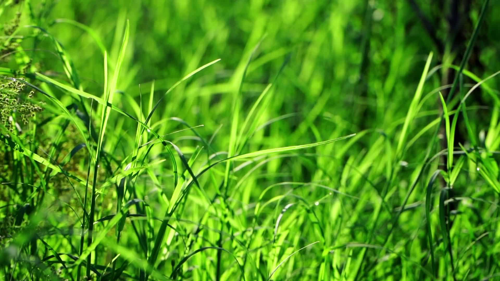 自然植物空镜视频的预览图