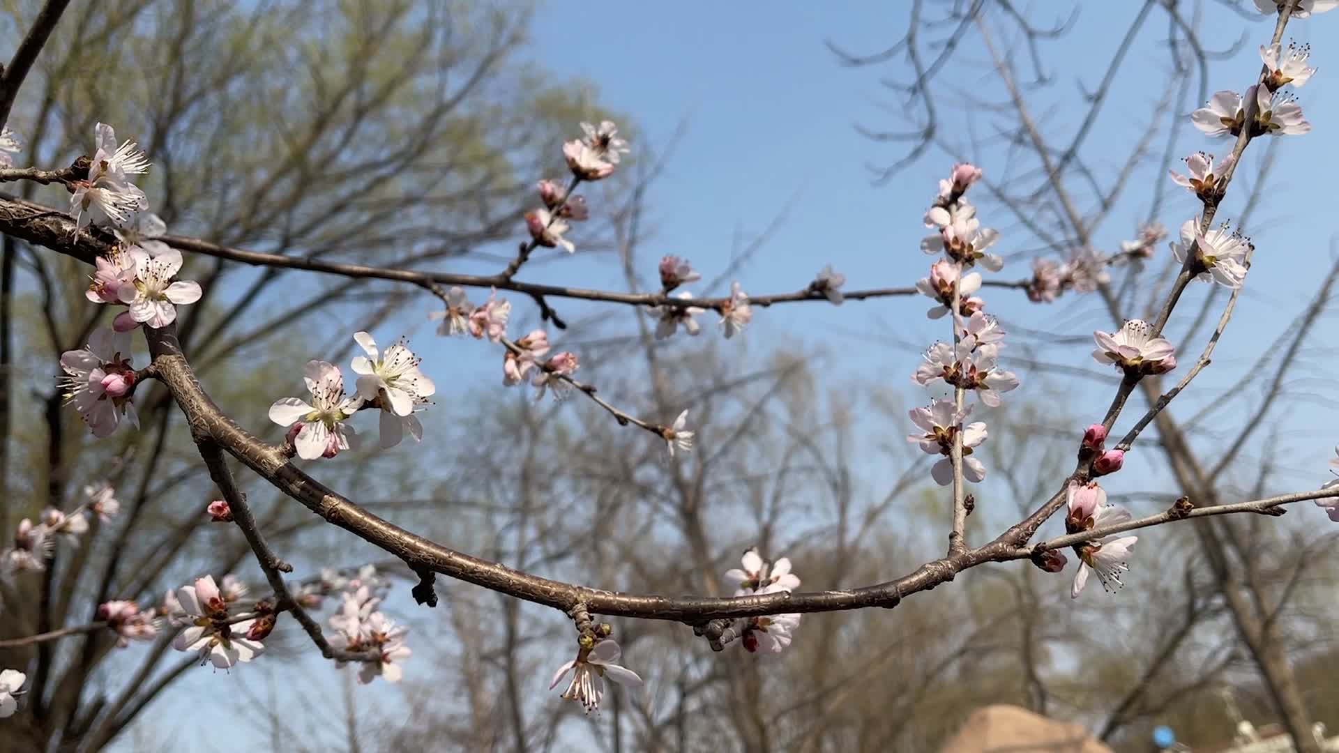 春暖花开春天来了视频的预览图