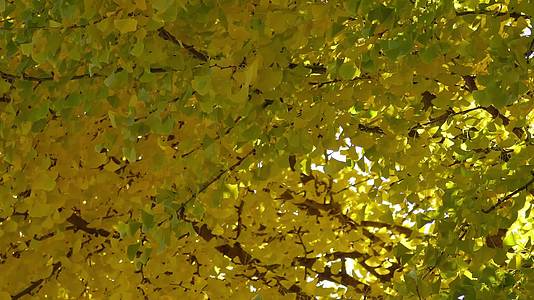 金色银杏树叶叶子植物秋景初秋空镜视频的预览图
