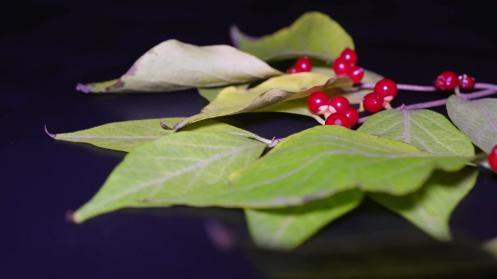 金银木金银忍冬红豆圣诞装饰植物标本树叶红色果实视频的预览图