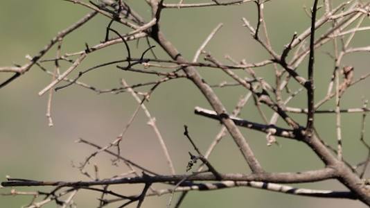 枯枝树枝干燥的树枝枝杈冬季枯萎视频的预览图