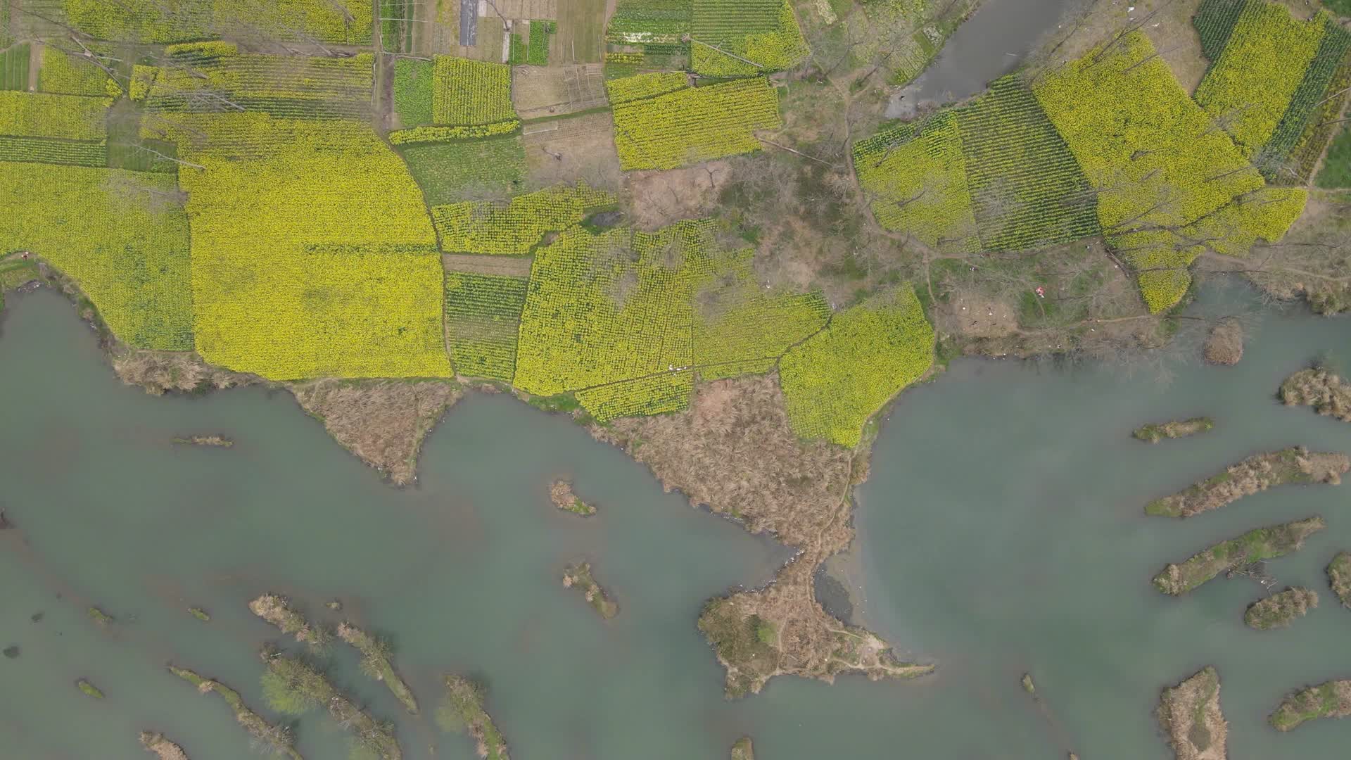 航拍农业种植油菜花海视频的预览图