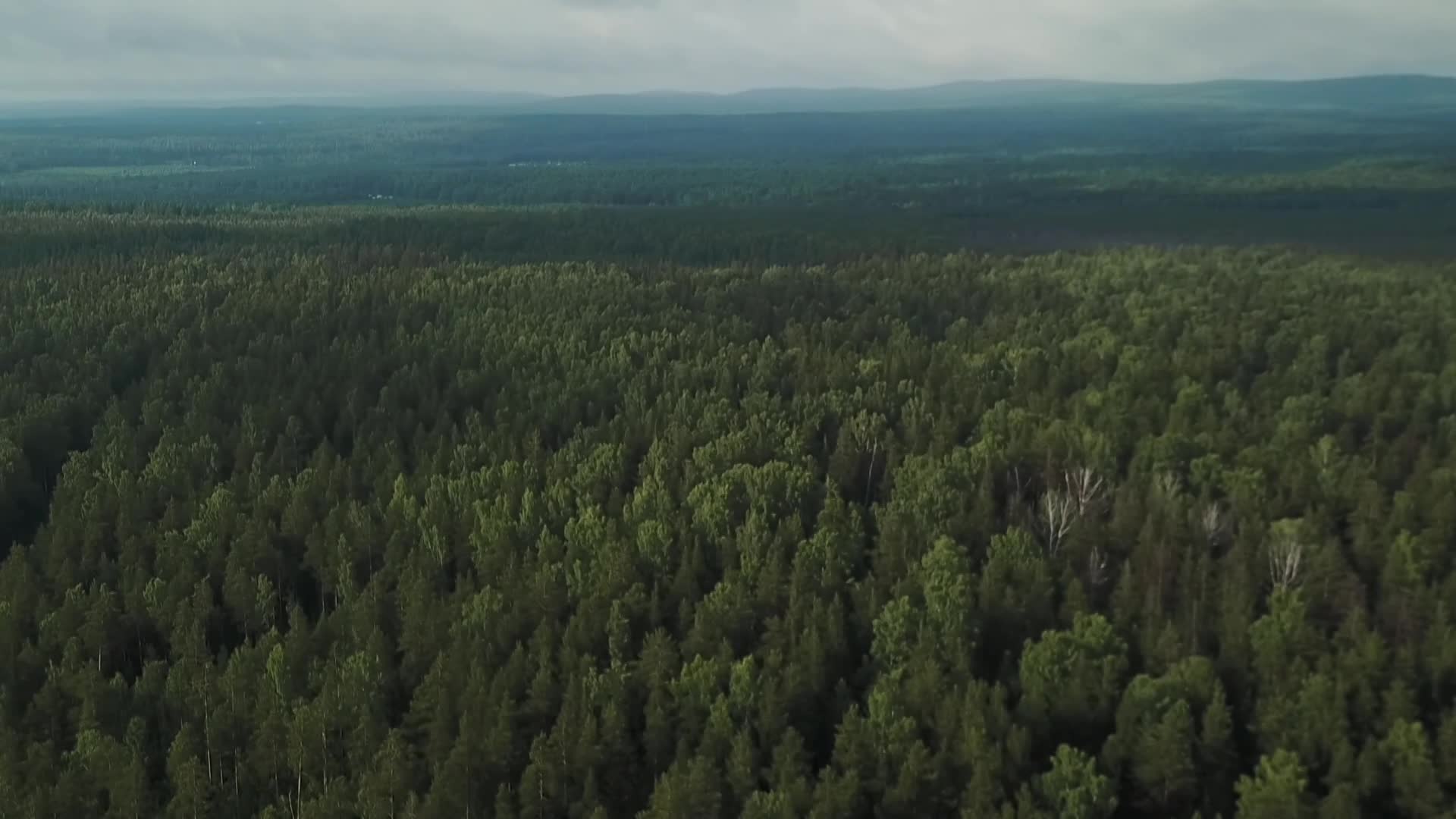 M1俄罗斯森林视频的预览图