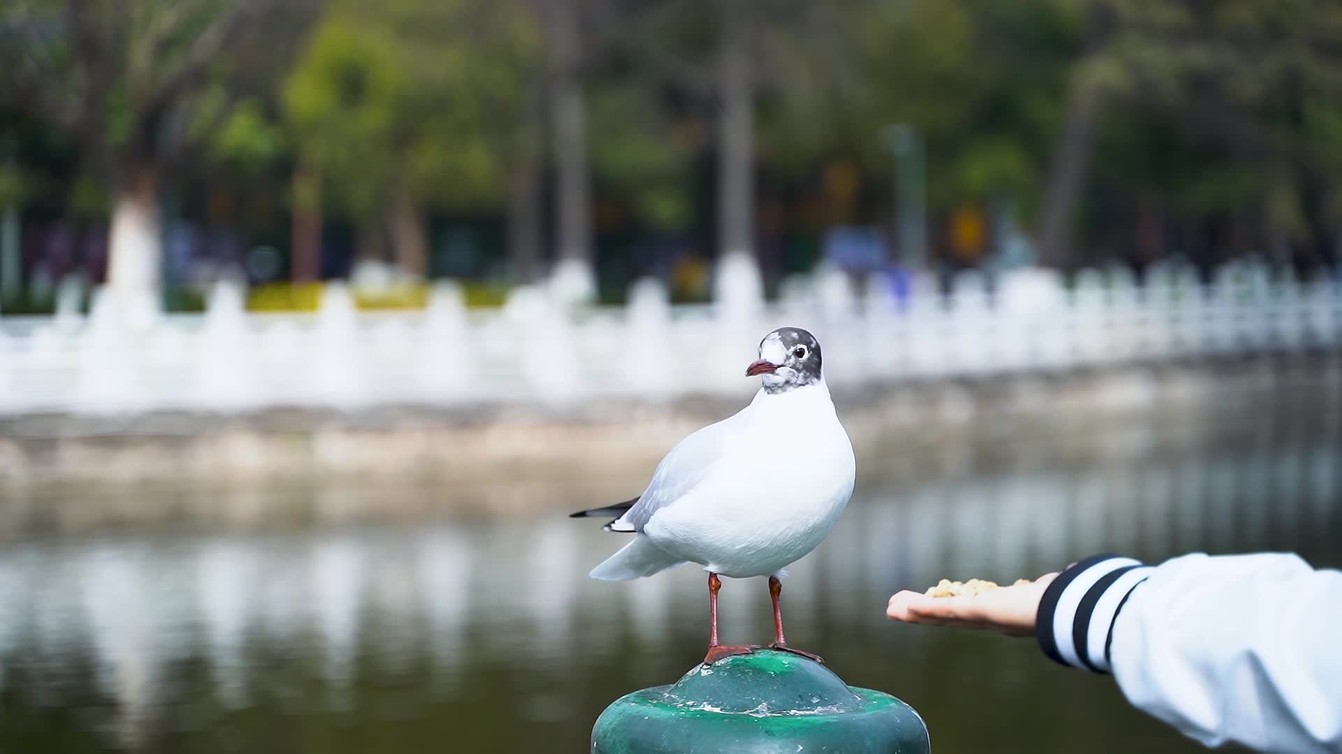 实拍翠湖公园红嘴鸥视频的预览图