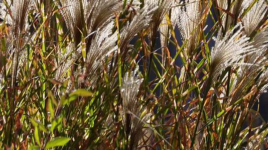 芦苇茅草植物园大自然视频的预览图