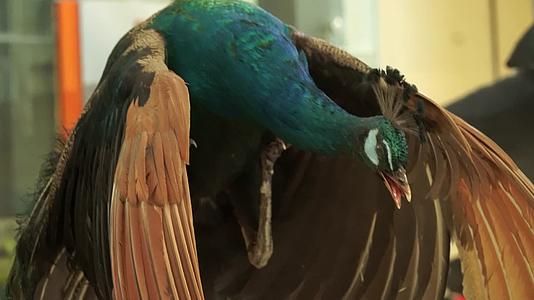 蓝孔雀绿孔雀标本模型视频的预览图