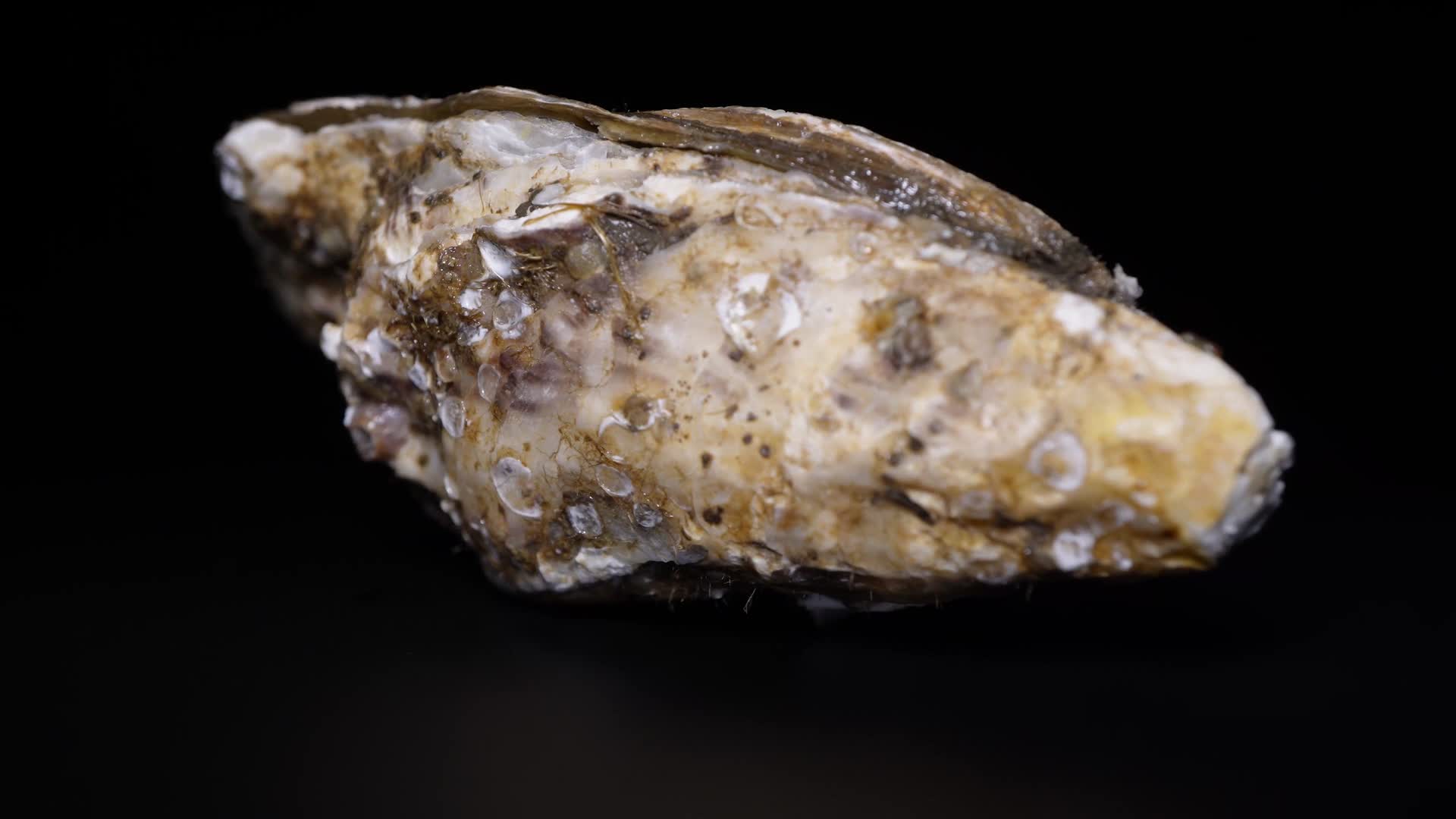 没有打开的生蚝牡蛎贝壳海蛎子壳视频的预览图