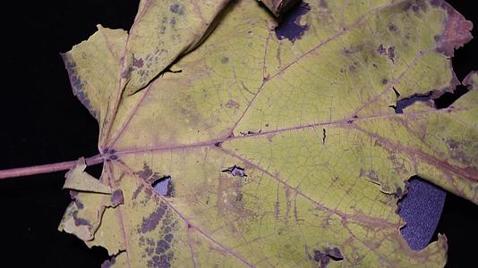 脉络叶脉茎叶树叶标本植物枯叶秋冬凋谢视频的预览图