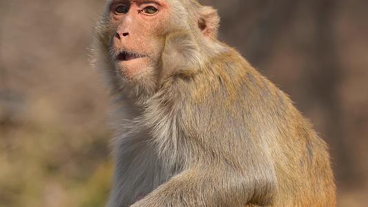 连云港花果山景区一只猴子4K视频的预览图