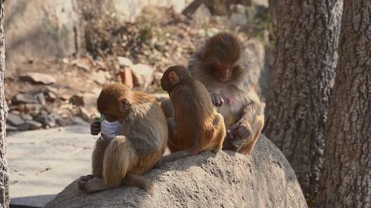 连云港花果山景区一群猴子4K视频的预览图