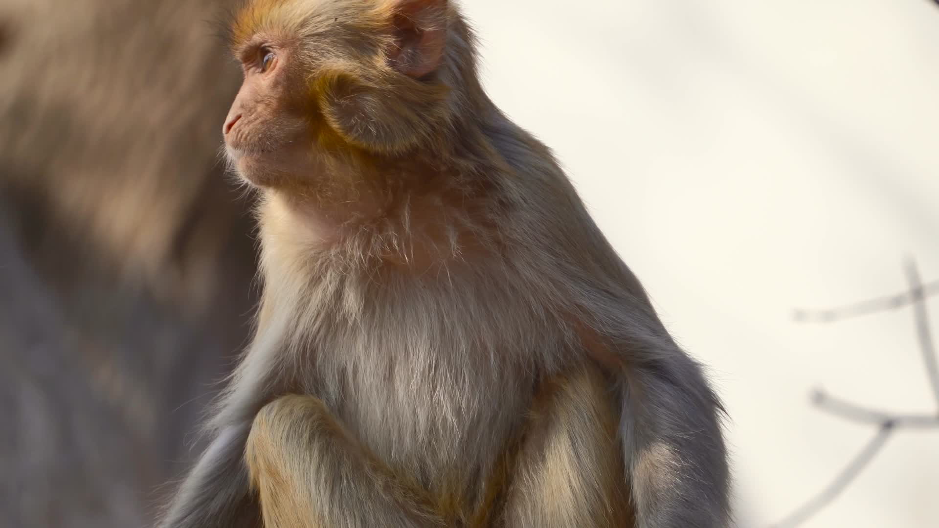 连云港花果山景区猴子在吃橘子4K视频的预览图