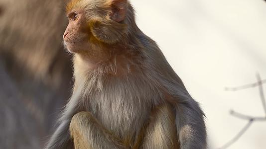 连云港花果山景区猴子在吃橘子4K视频的预览图