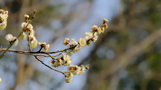 春天在微风中盛开的腊梅花视频的预览图