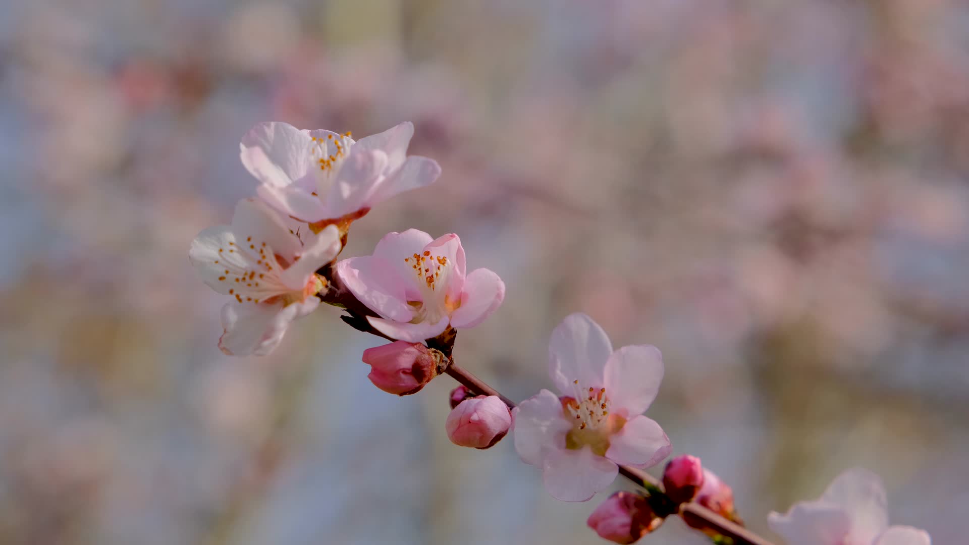 春天在微风中盛开的腊梅花视频的预览图