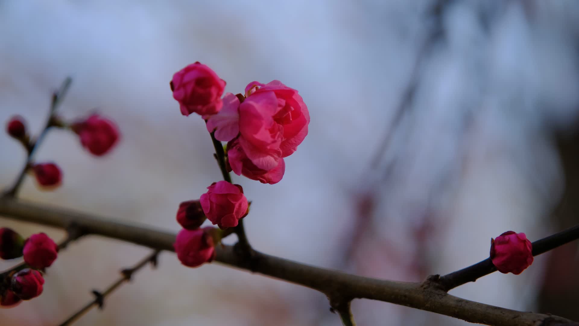 春天微风中含苞待放的樱花视频的预览图