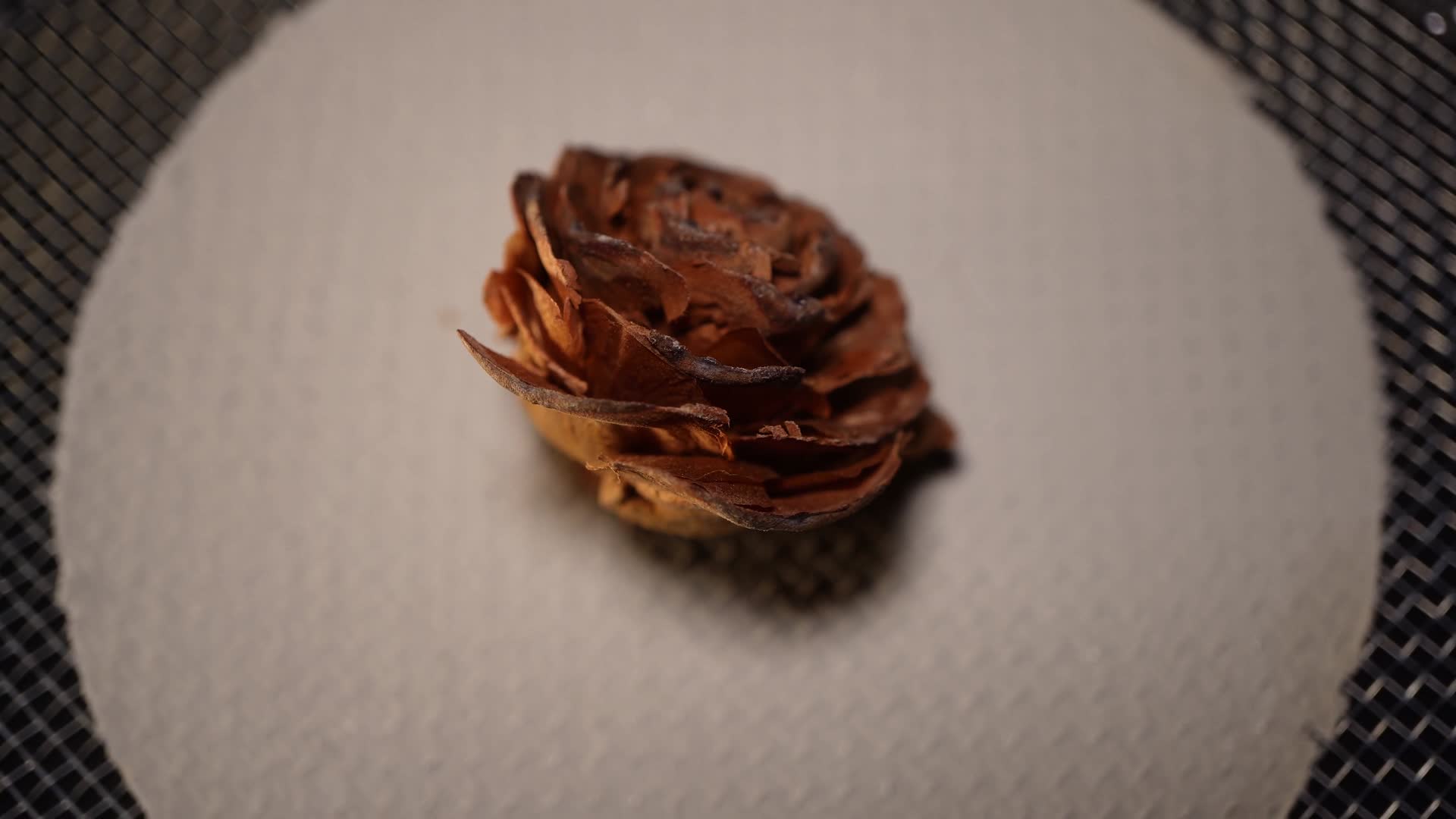 木玫瑰种子植物干燥标本视频的预览图