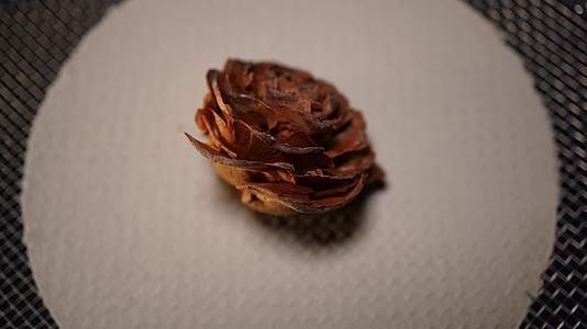 木玫瑰种子植物干燥标本视频的预览图