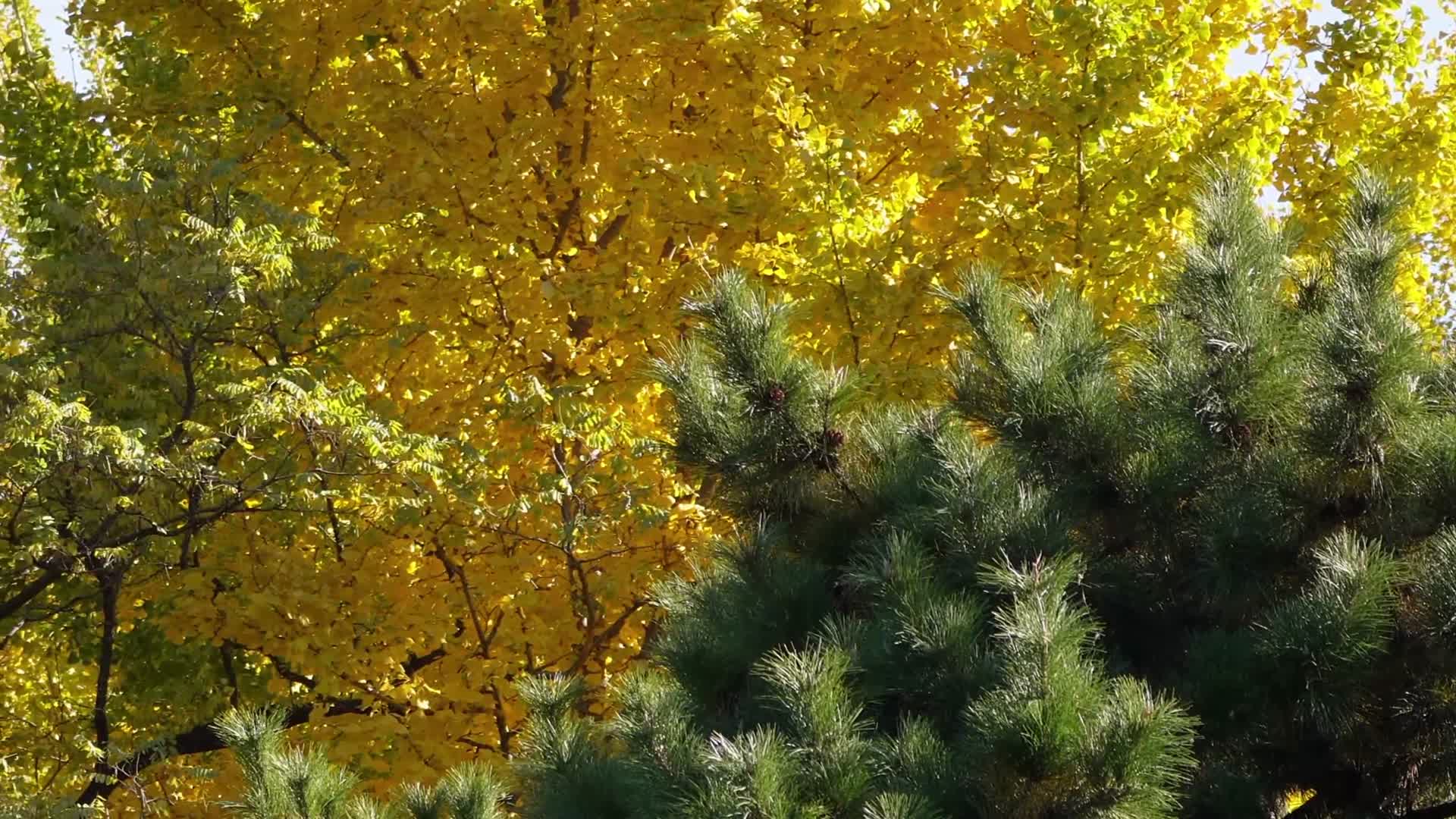 鸟巢树木树叶风景自然风光绿叶视频的预览图