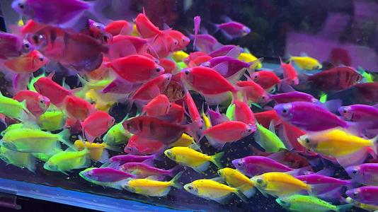 七彩荧光天使鱼热带鱼水族观赏鱼视频的预览图