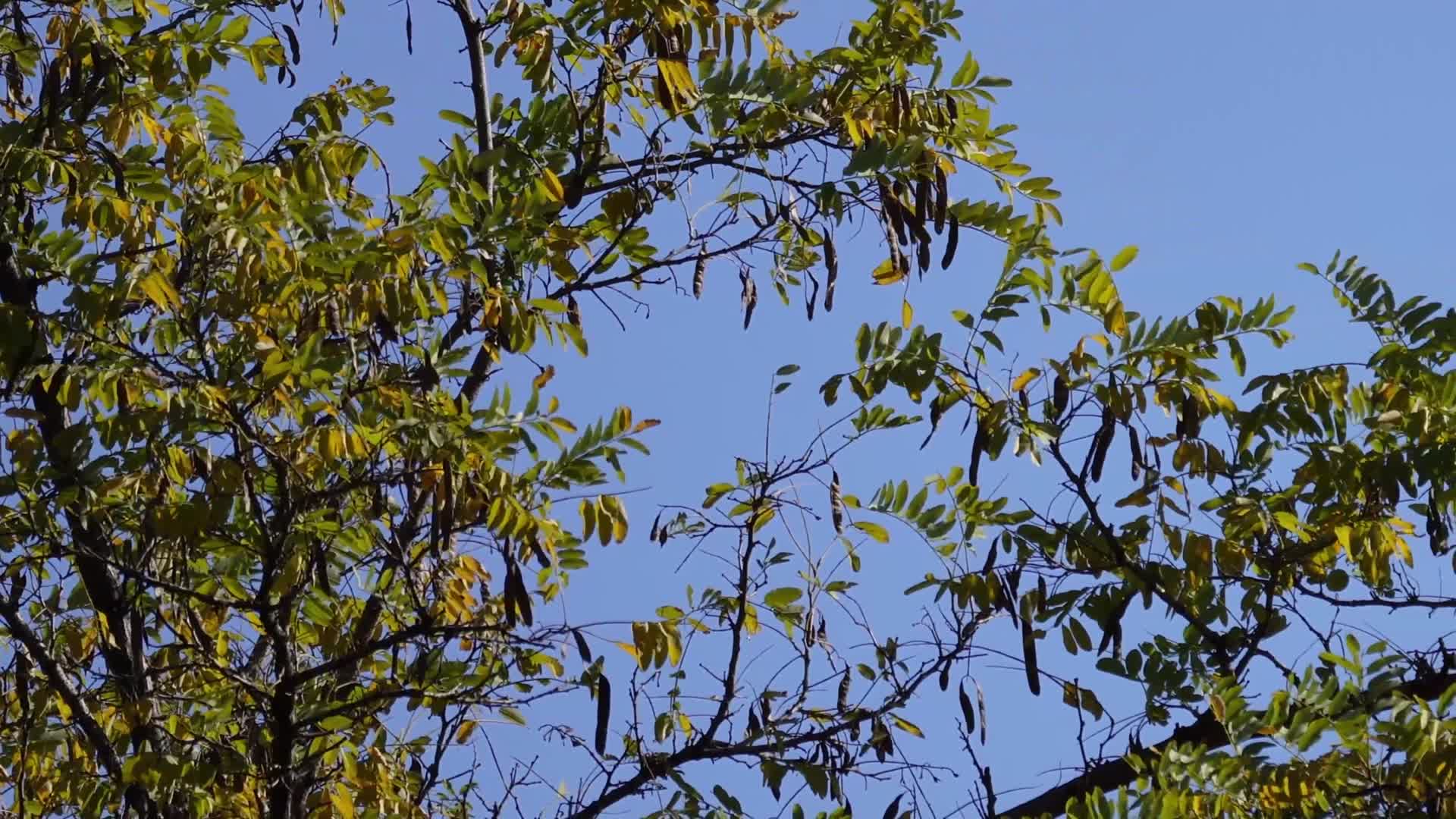 鸟巢树木树叶风景自然风光绿叶视频的预览图