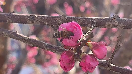 花朵上采蜜的蜜蜂视频的预览图