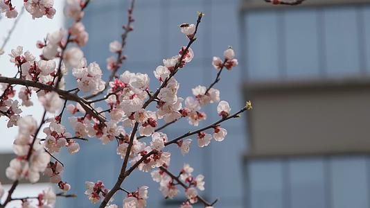 春天在盛开的杏花上采蜜的蜜蜂视频的预览图
