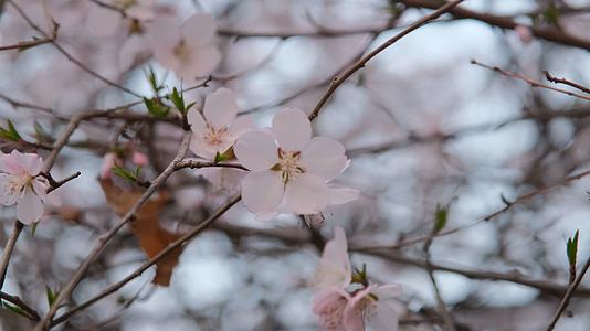 春天在微风中盛开的桃花视频的预览图
