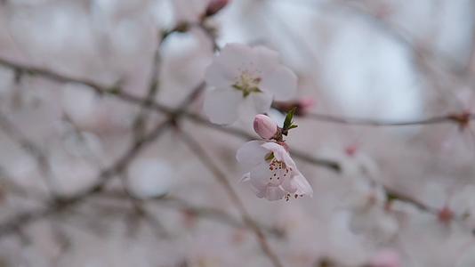 春天在微风中盛开的桃花视频的预览图