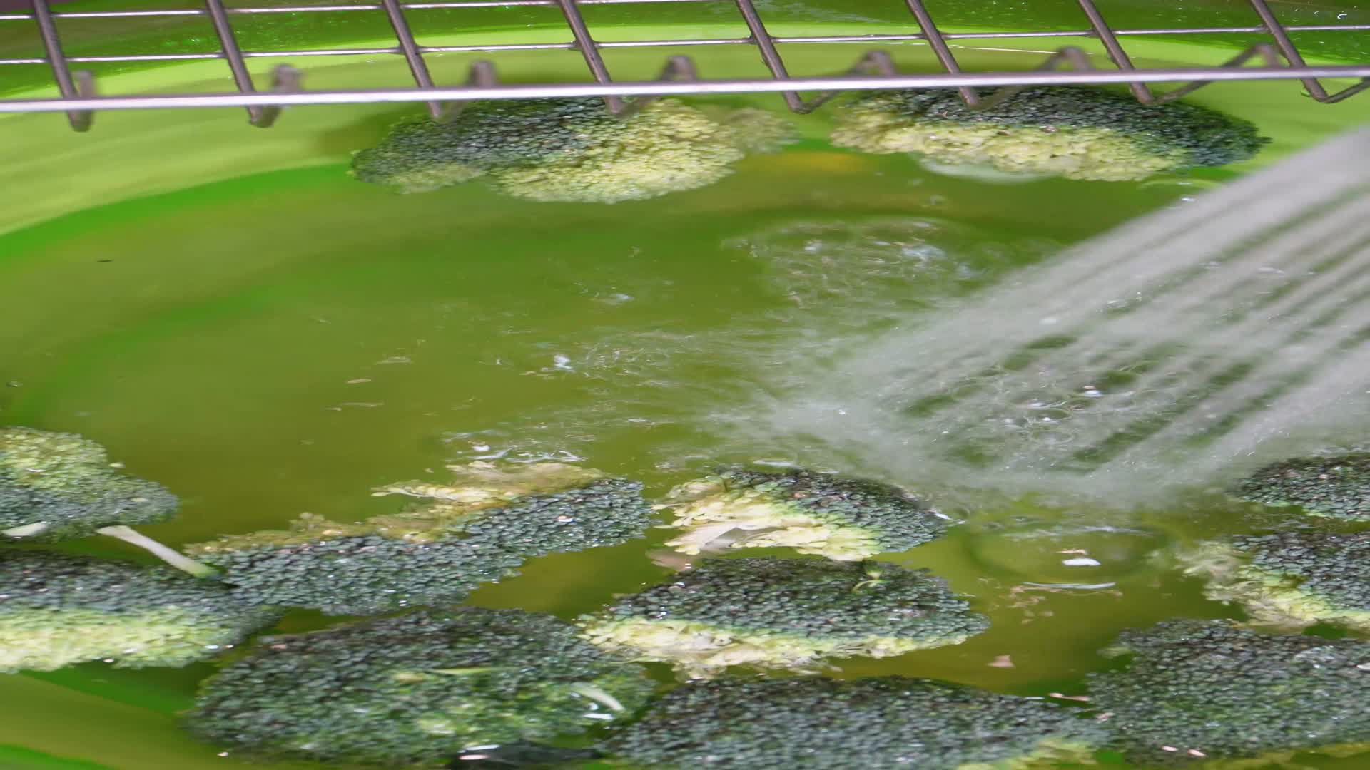 清洗西蓝花煮绿菜花做饭焯水视频的预览图
