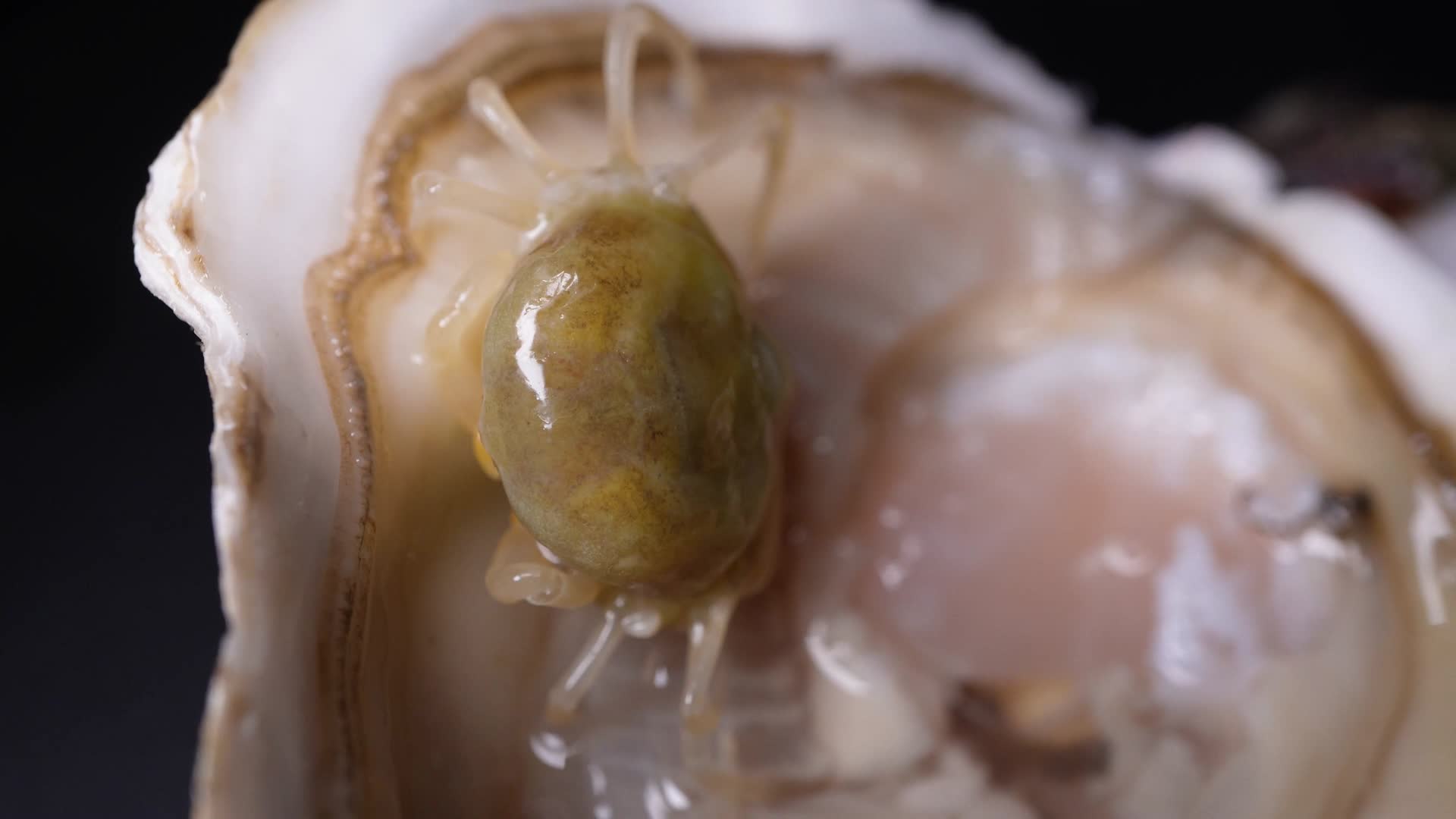 生蚝里的寄生小螃蟹豆蟹海洋生物视频的预览图