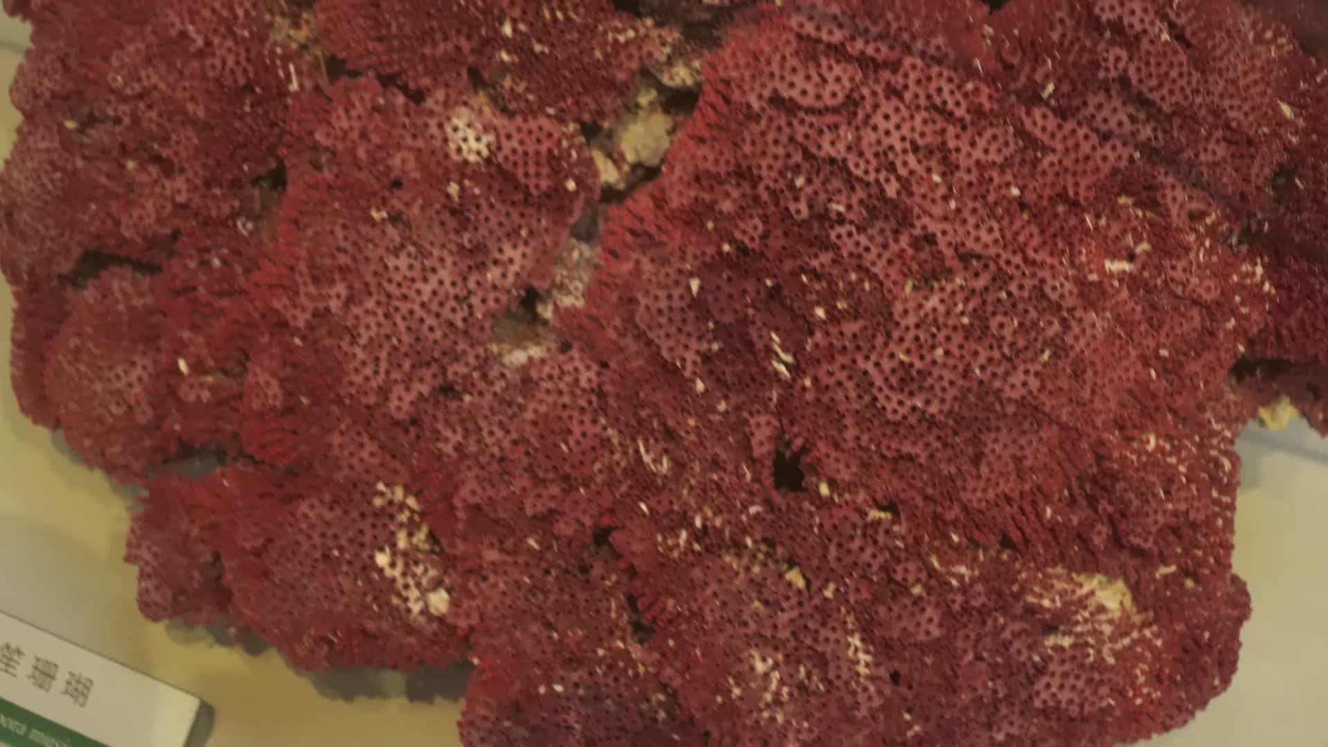深海海洋珊瑚标本视频的预览图