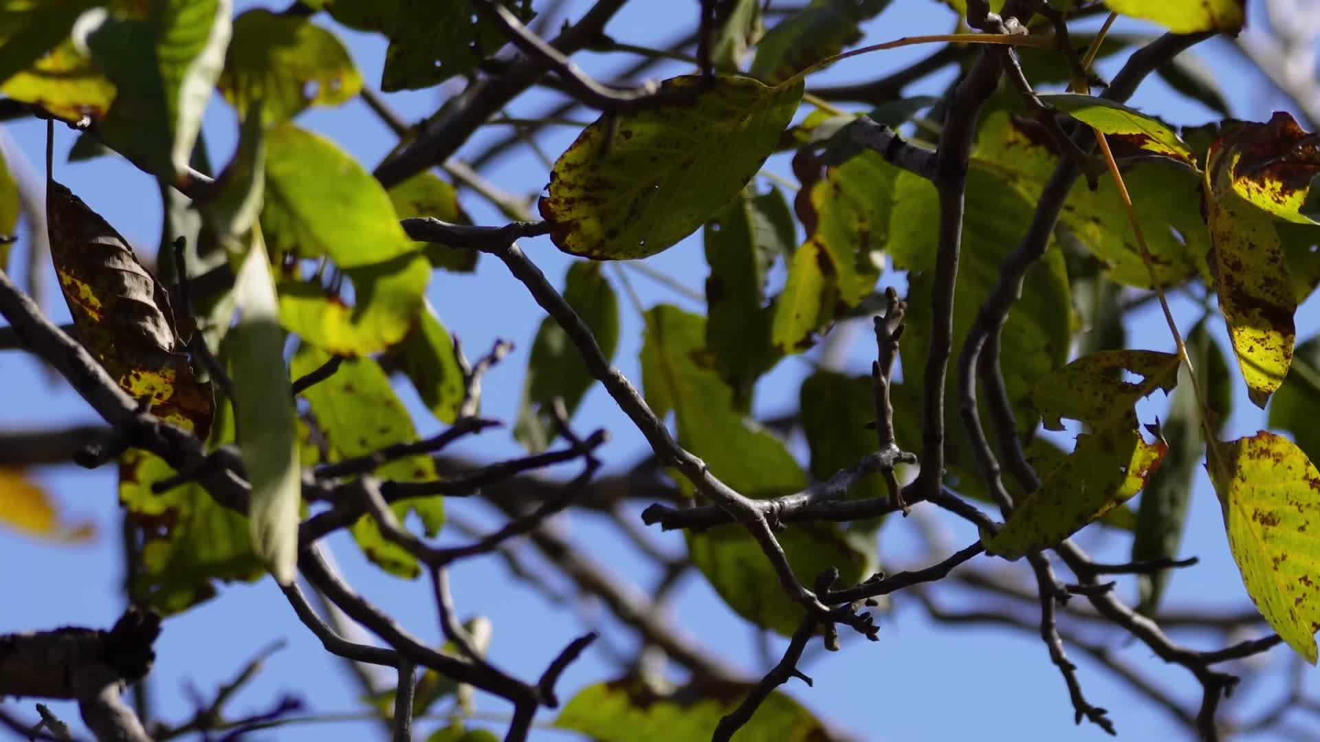 秋景秋季干枯枝叶树枝病虫害枝条视频的预览图