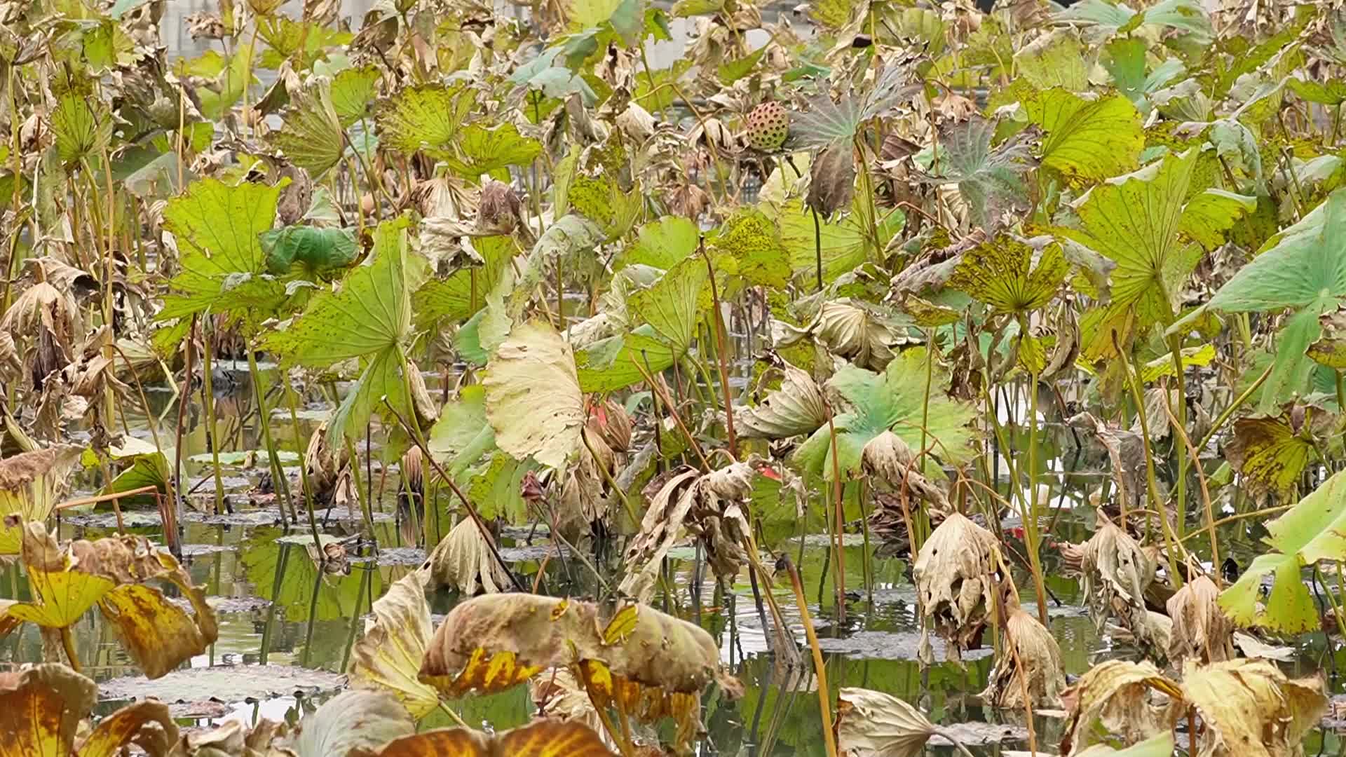 秋冬季节枯萎的荷叶荷花池塘秋景视频的预览图