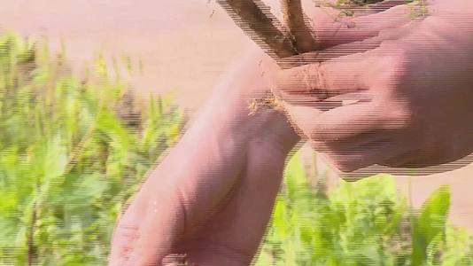 人工大棚种植人参野山参长白参滋补中药养殖视频的预览图