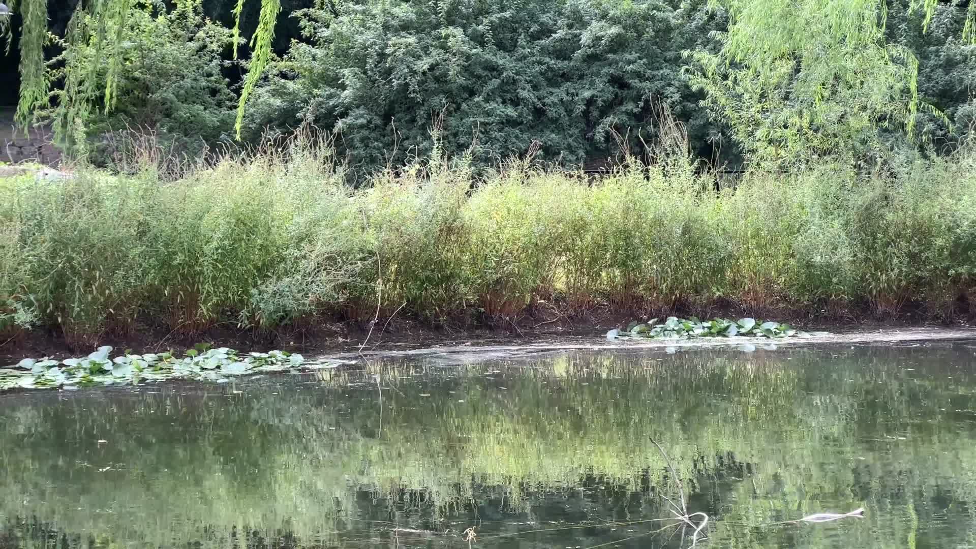水鸟夜莺翠鸟吃鱼捕鱼抓鱼视频的预览图