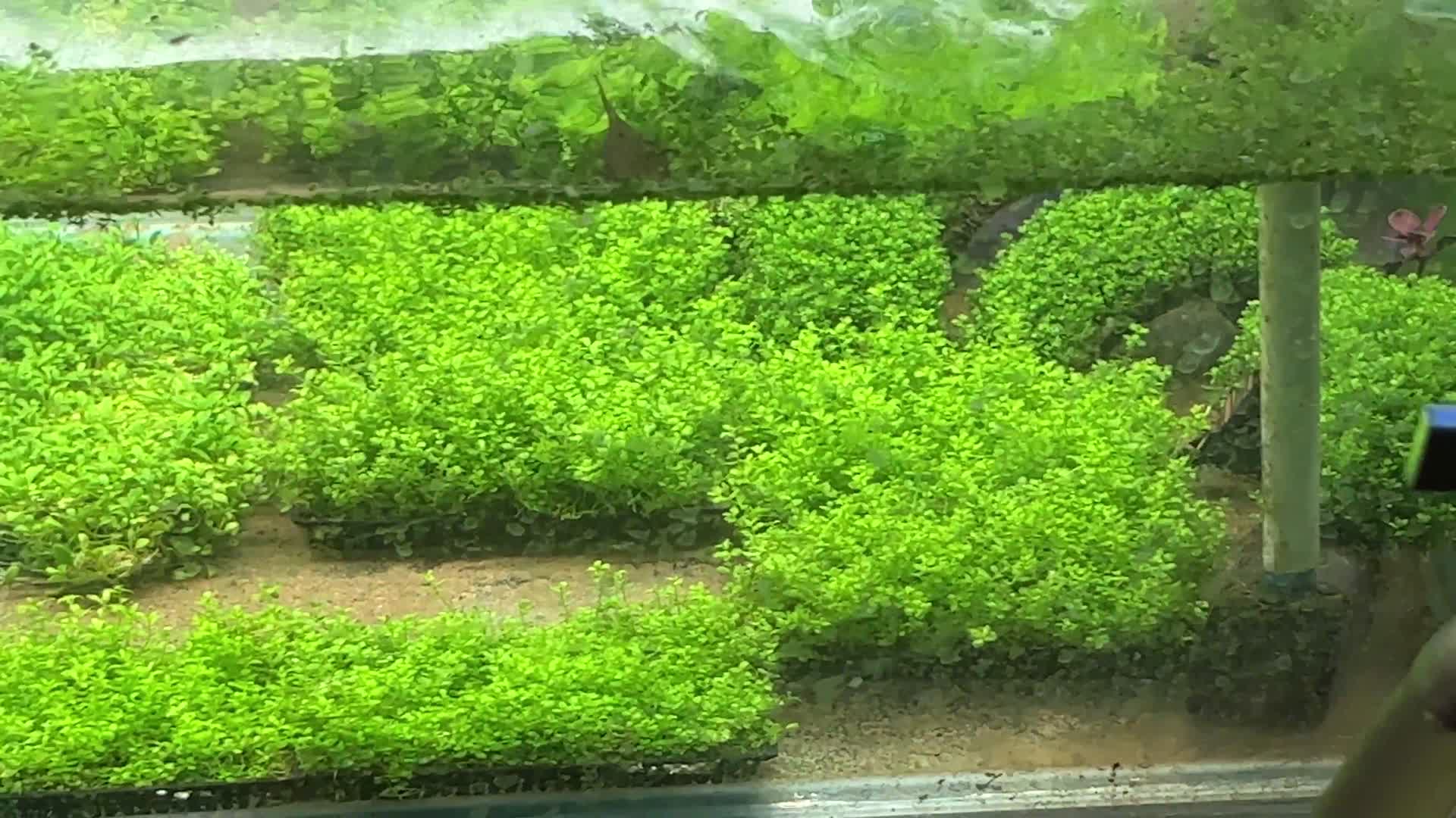 水草水下水族造景植物视频的预览图