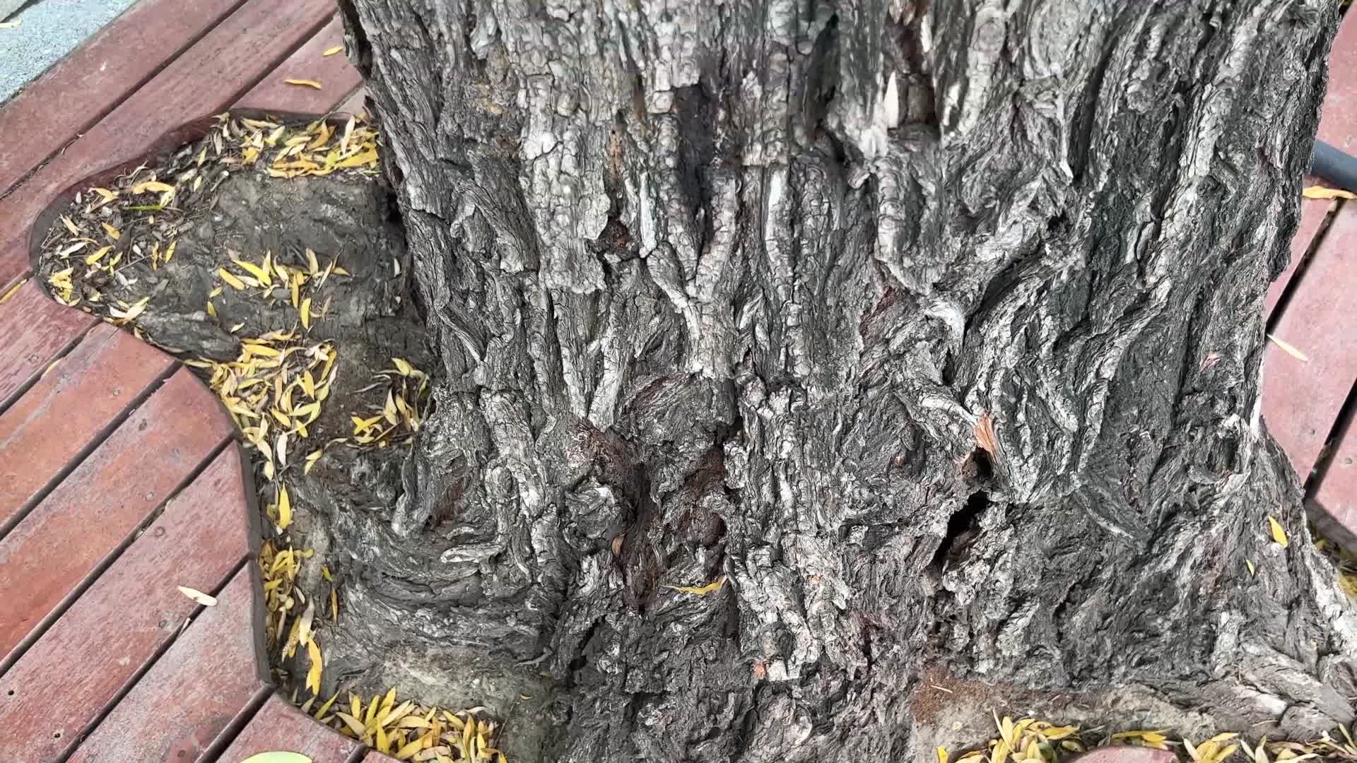 树皮粗糙树木千年古树古老树木视频的预览图