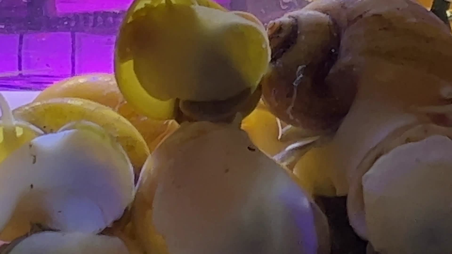 水族黄金螺除藻螺螺蛳视频的预览图